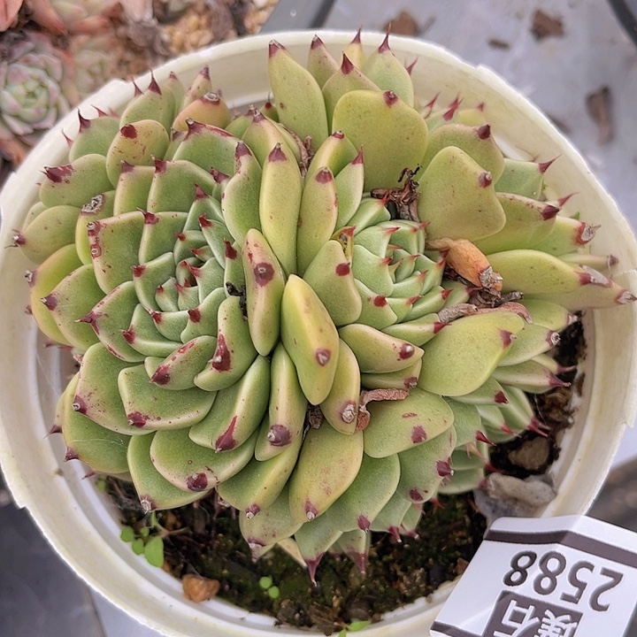 万圣夜2588多肉植物