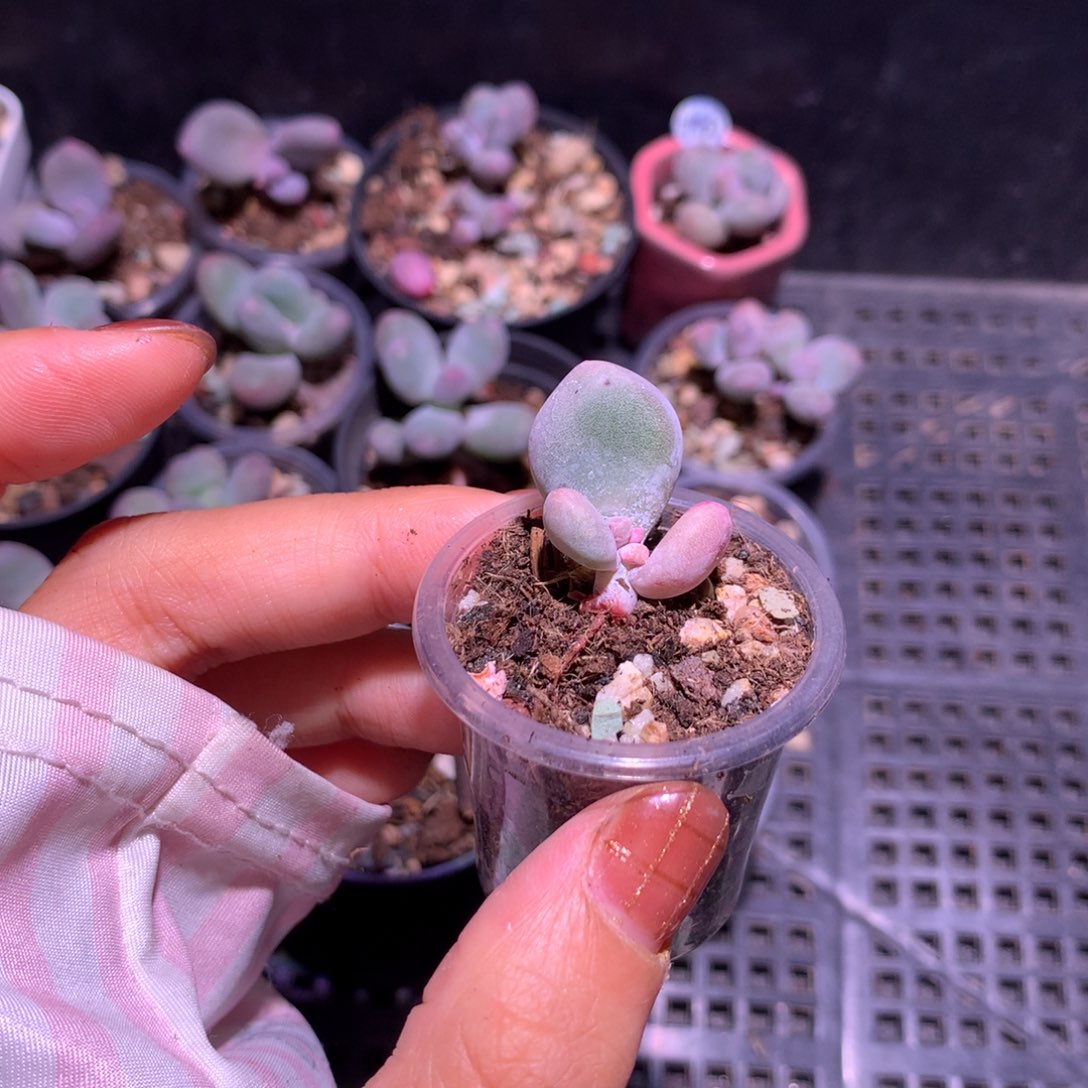 哈狗和后给哈更尴尬