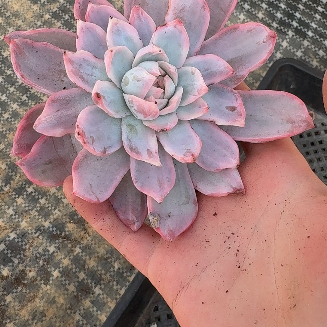 粉蓝鸟锦一物一拍