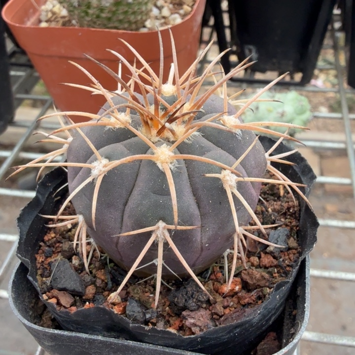 实生光淋玉4仙人球