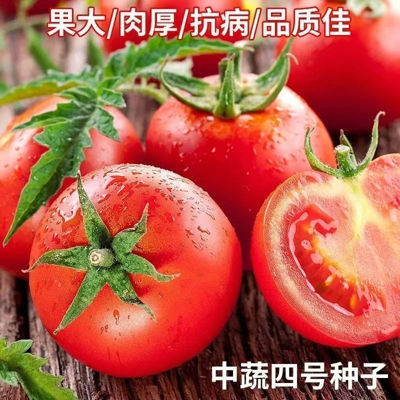 【全店5包包邮】中蔬四号老品种番茄种子四季耐热耐寒阳台庭院种植