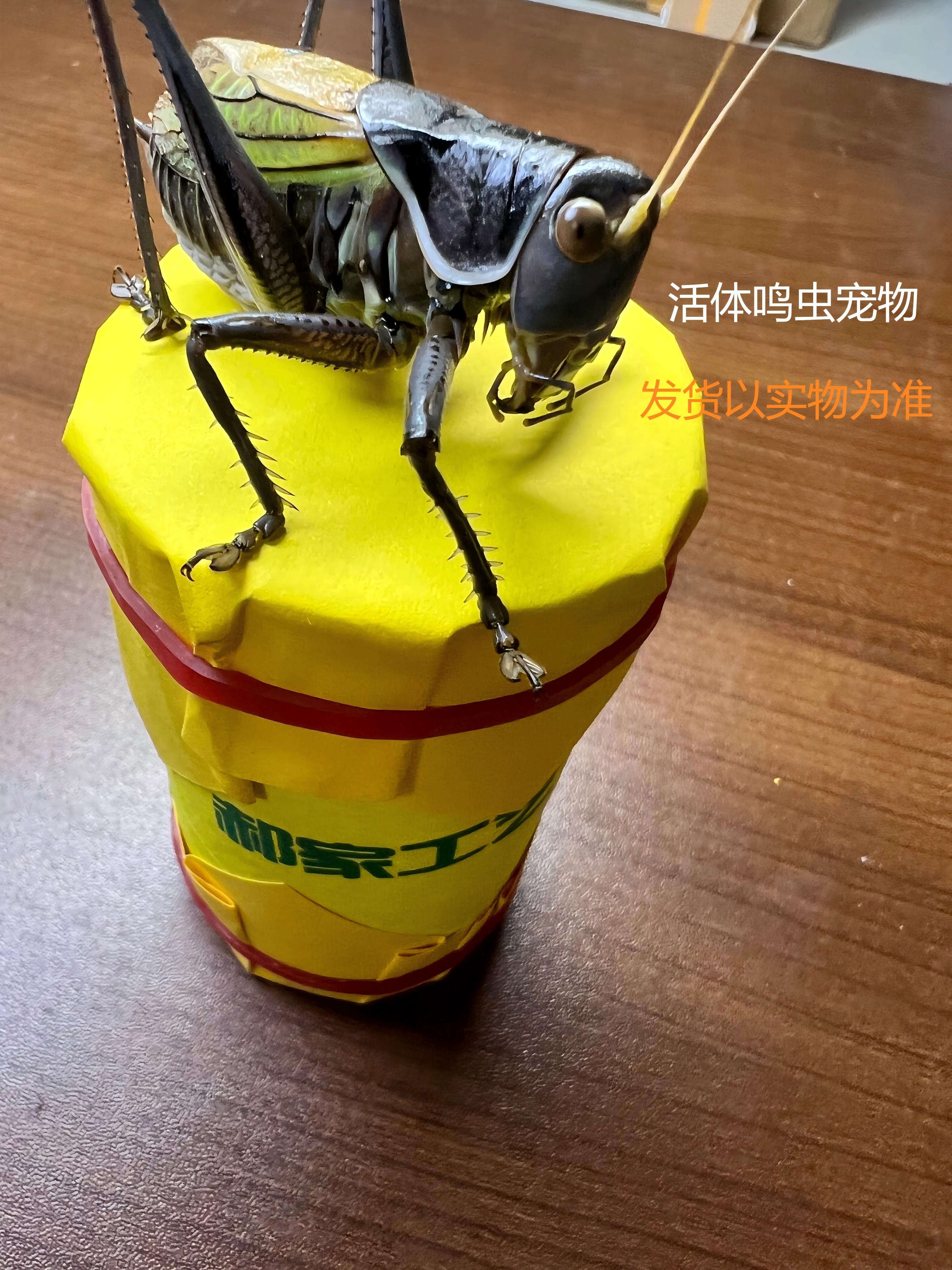 郝建伟精品炮筒蝈蝈（死亡包赔）