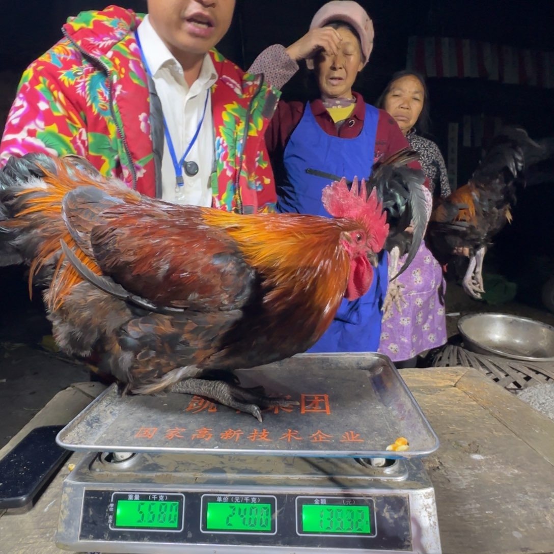 红瑶鸡农村土鸡680275