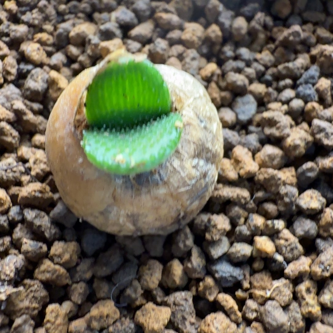 钢锉灯台百合808 仙人球