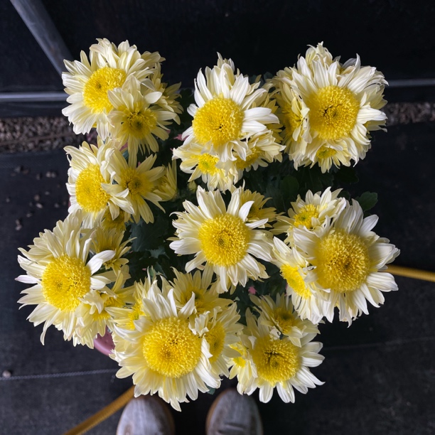 《冰糖奶油心》云南基地直发荷包蛋小雏菊盆栽带花苞四季开花好养