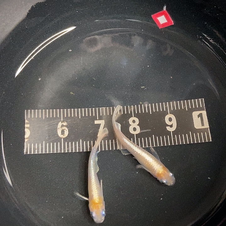 海水鱼墨子的鱼1号赤壁