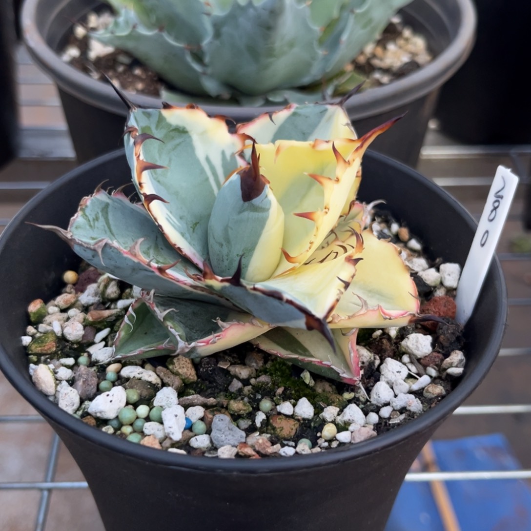 龙舌兰蓝鲸带锦盆栽