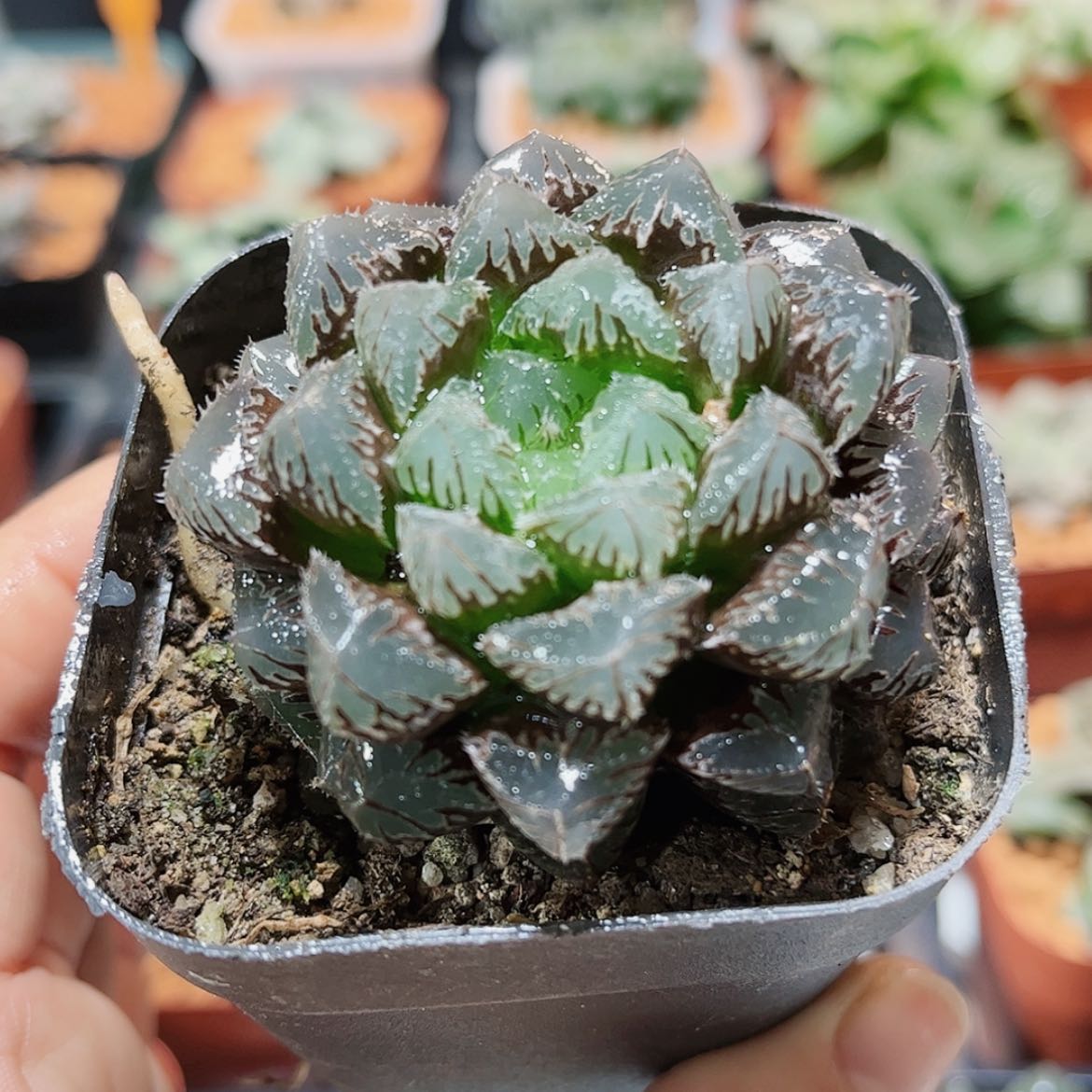 【闪购商品】红岩玉露