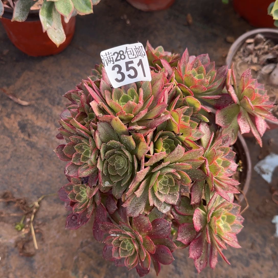 万黄锦多肉351满28包邮断枝不包