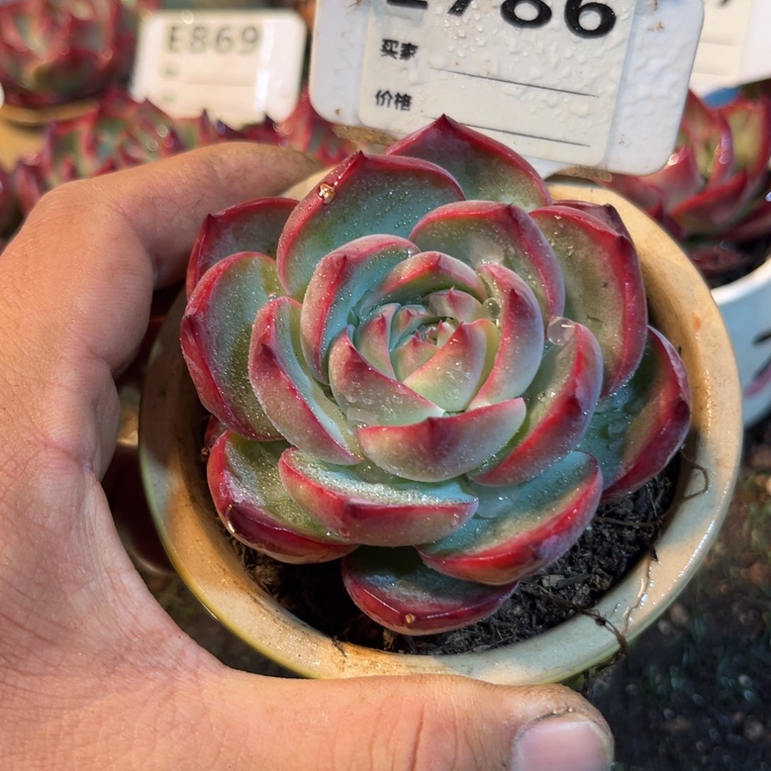 惊鸿一瞥786号多肉