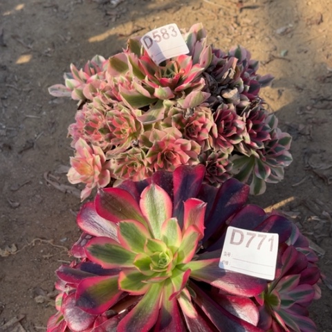 多肉植物美杜莎女巫