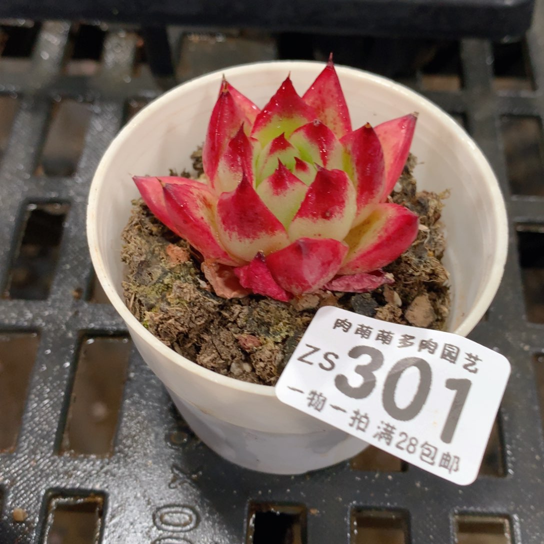 肉萌萌拇指盆精控多肉ZS301