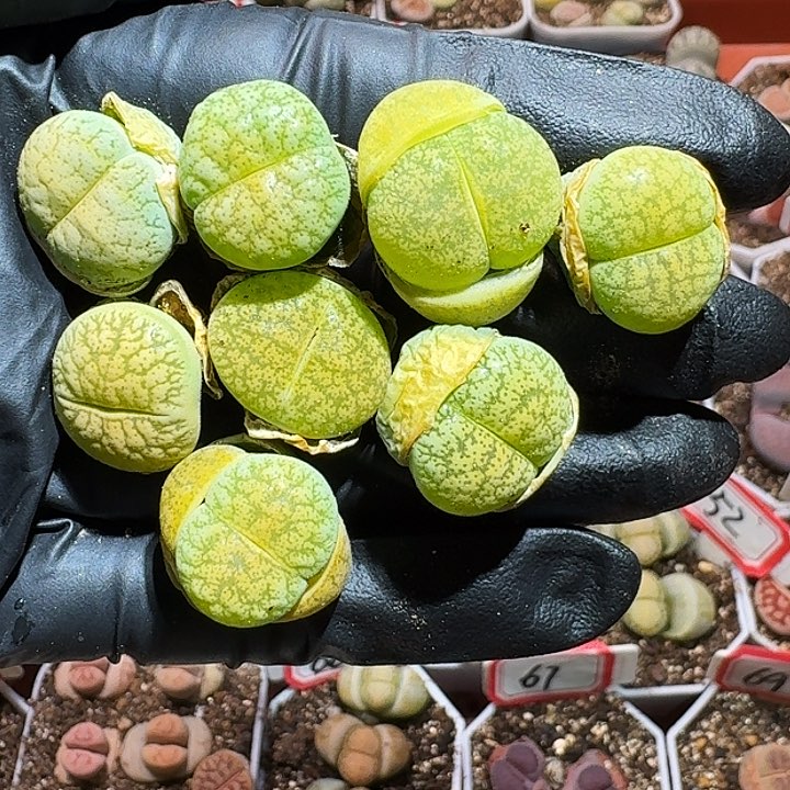生石花233:：/。  135