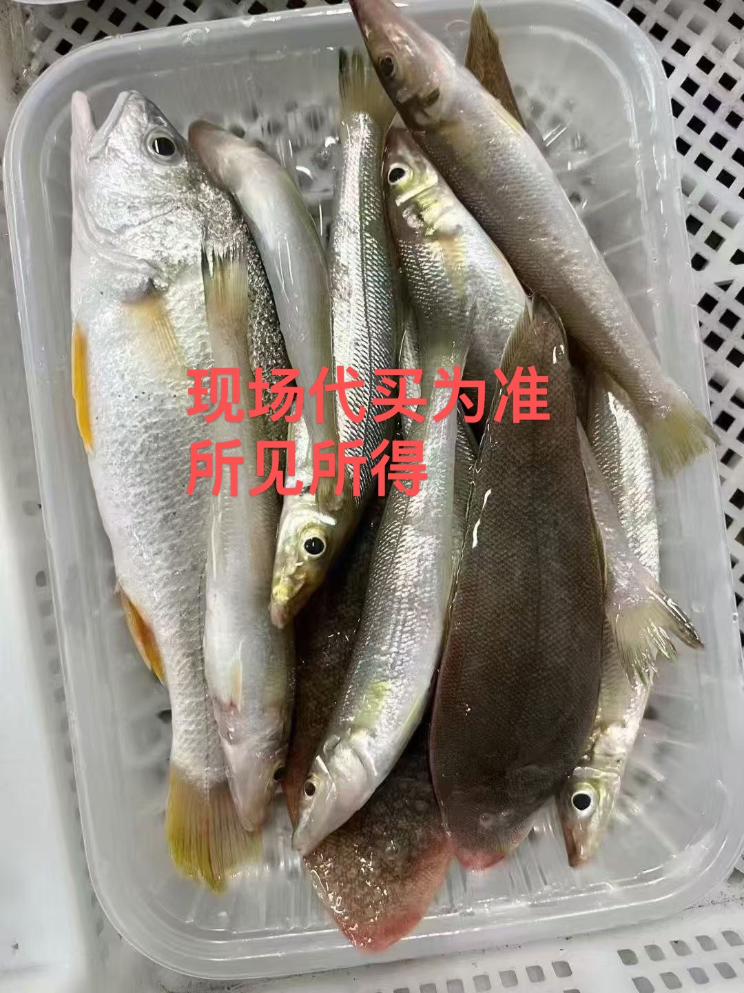 （现场代买拍下不退）博贺港海鲜现场代买野生鱼虾蟹所见所得