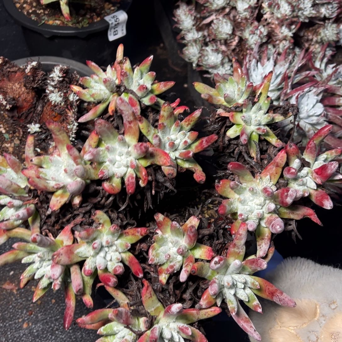 2126哈哈哈哈哈哈哈哈哈