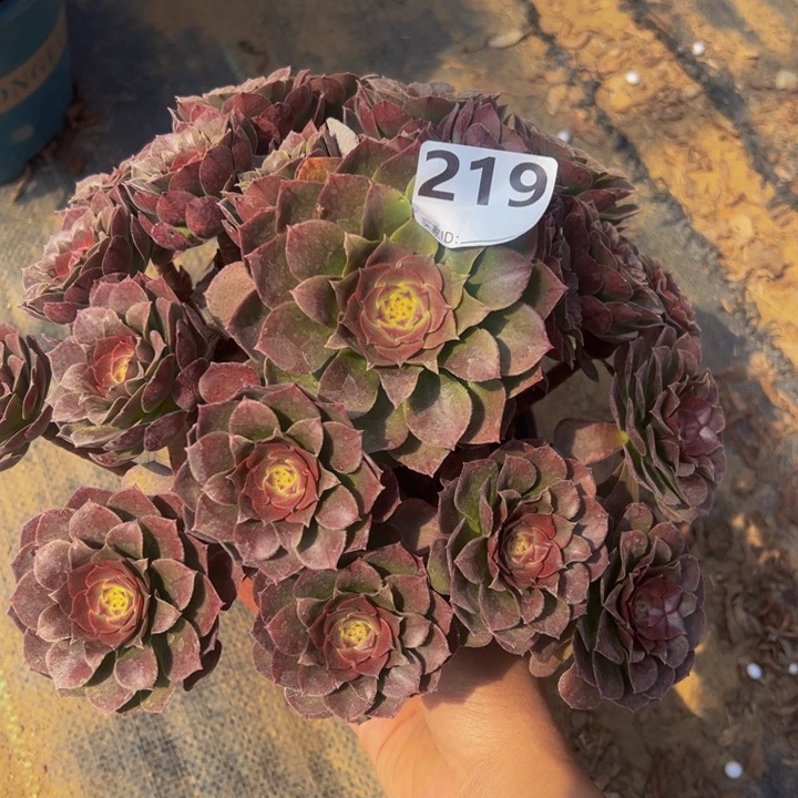 万圣节多肉植物219