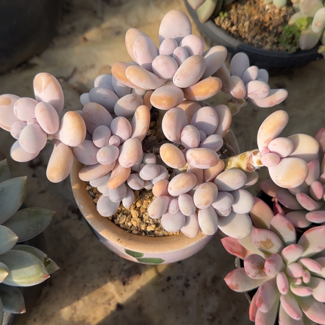 多肉植物多肉植物