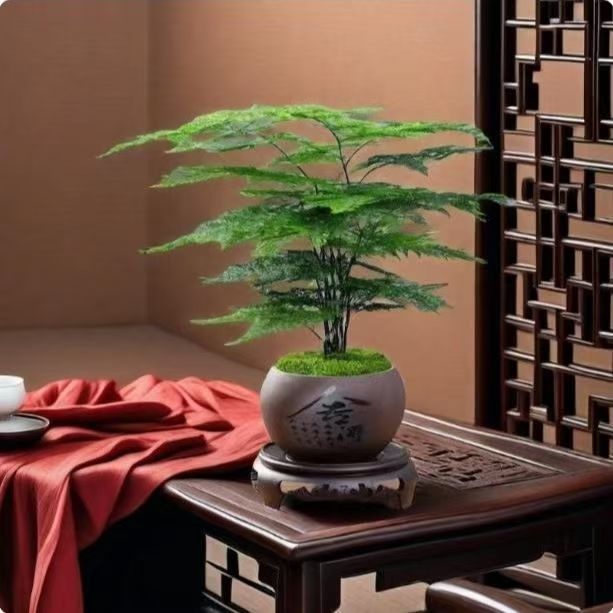 ZY【带陶瓷盆发货】文竹盆栽室内外通用四季常青好养护办公室客厅