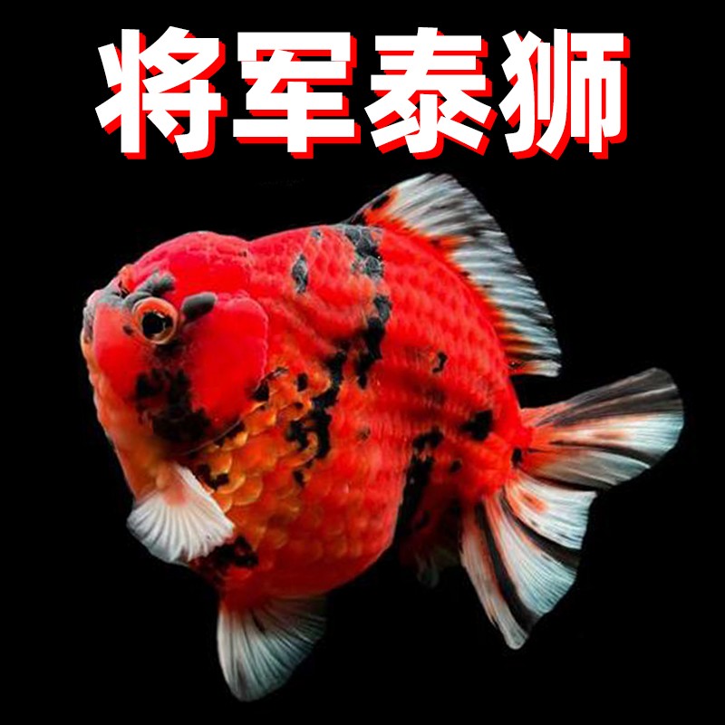 短尾泰狮金鱼精品特级小鱼苗百褶泰狮将军泰狮金鱼活鱼观赏鱼