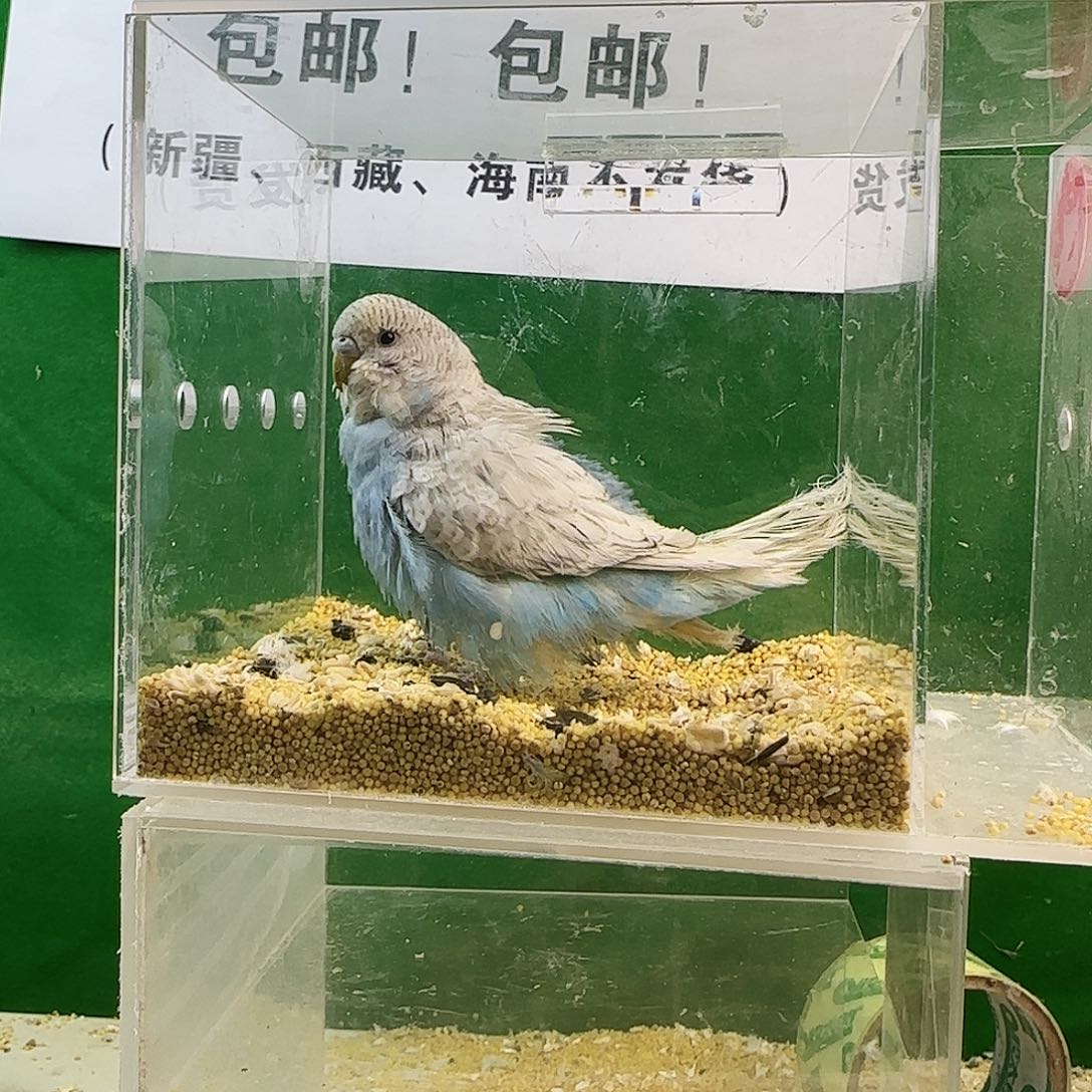 虎皮鹦鹉大头鹦鹉