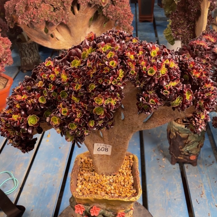 杨*阳608号欧子法师缀花