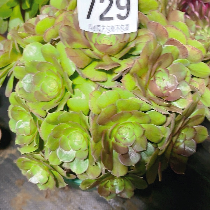 【闪购商品】慧**心729万圣节2-13