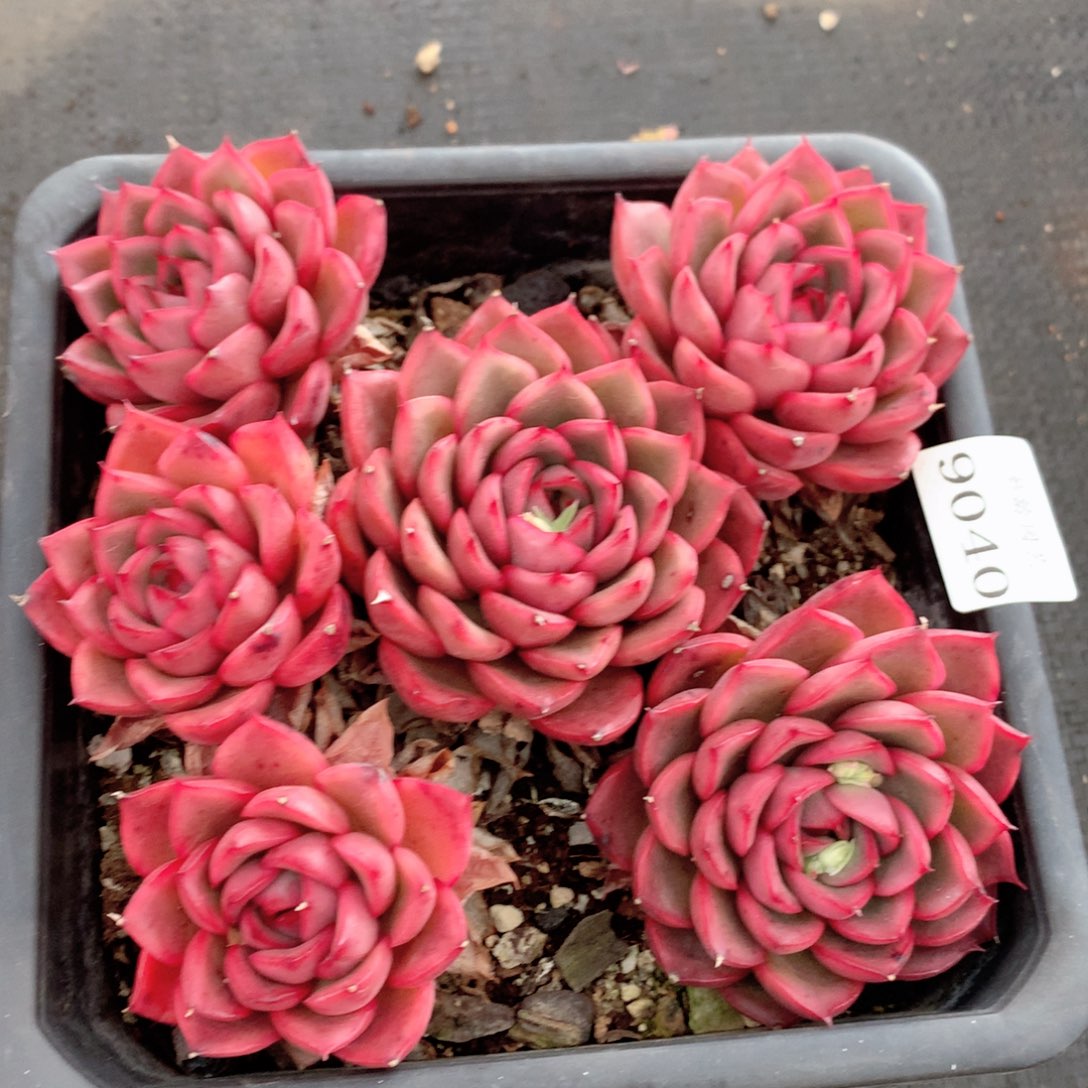 9040杂交多肉植物基地