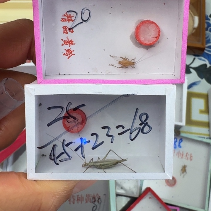 重***q蟋蟀蝈蝈我在外面111111