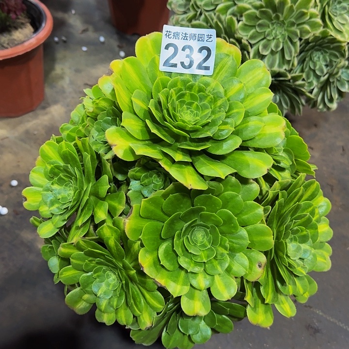 红陶翡翠琉璃232