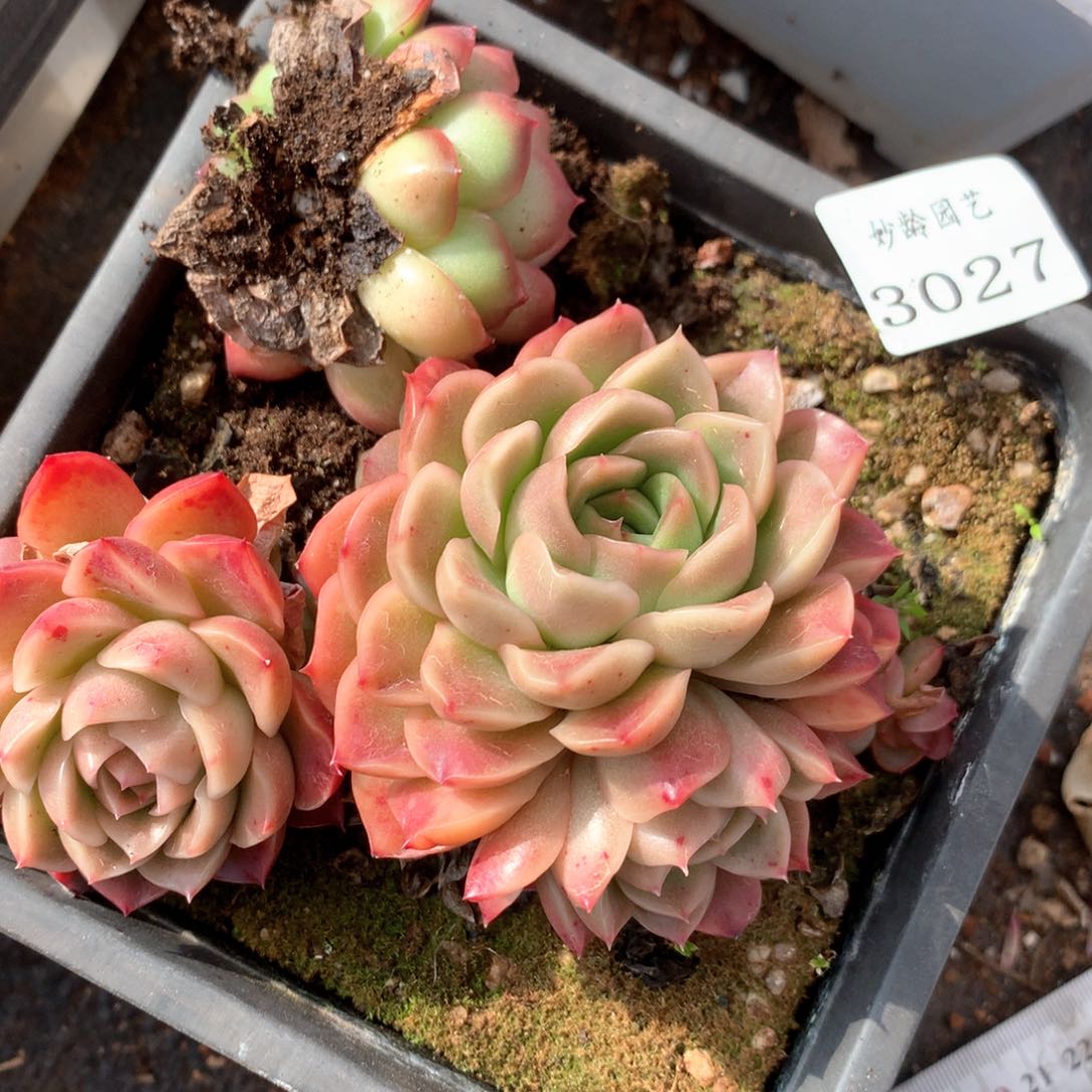 姐***肉3027杂交多肉植物