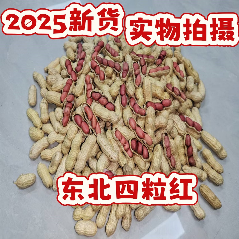 新鲜带壳四粒红皮花生带壳东北特产农家自种晒干生花生带壳