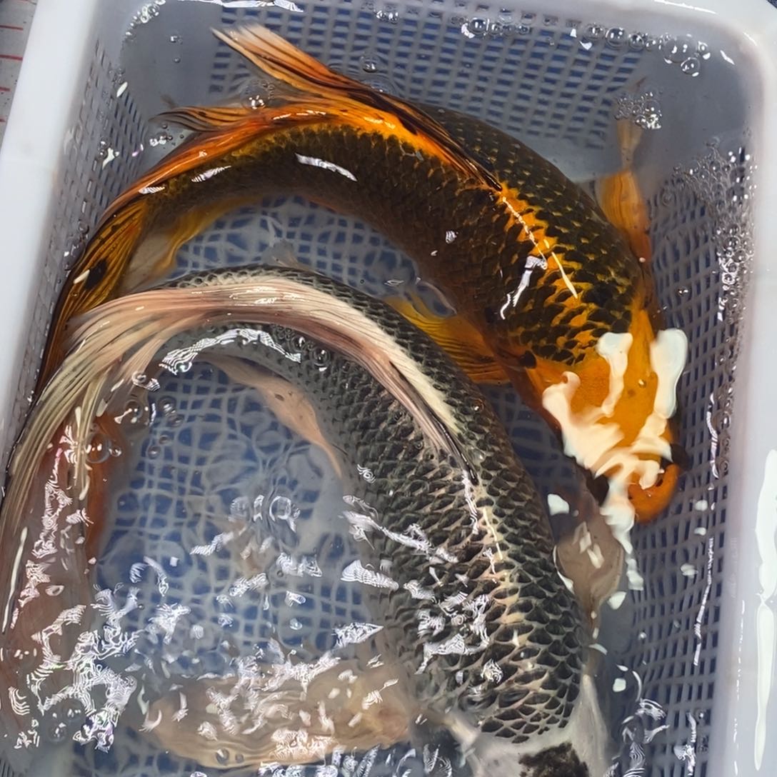 锦鲤冷水锦鲤包邮