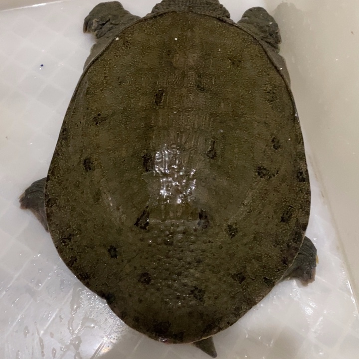 中国大陆徽州肥河野生甲鱼