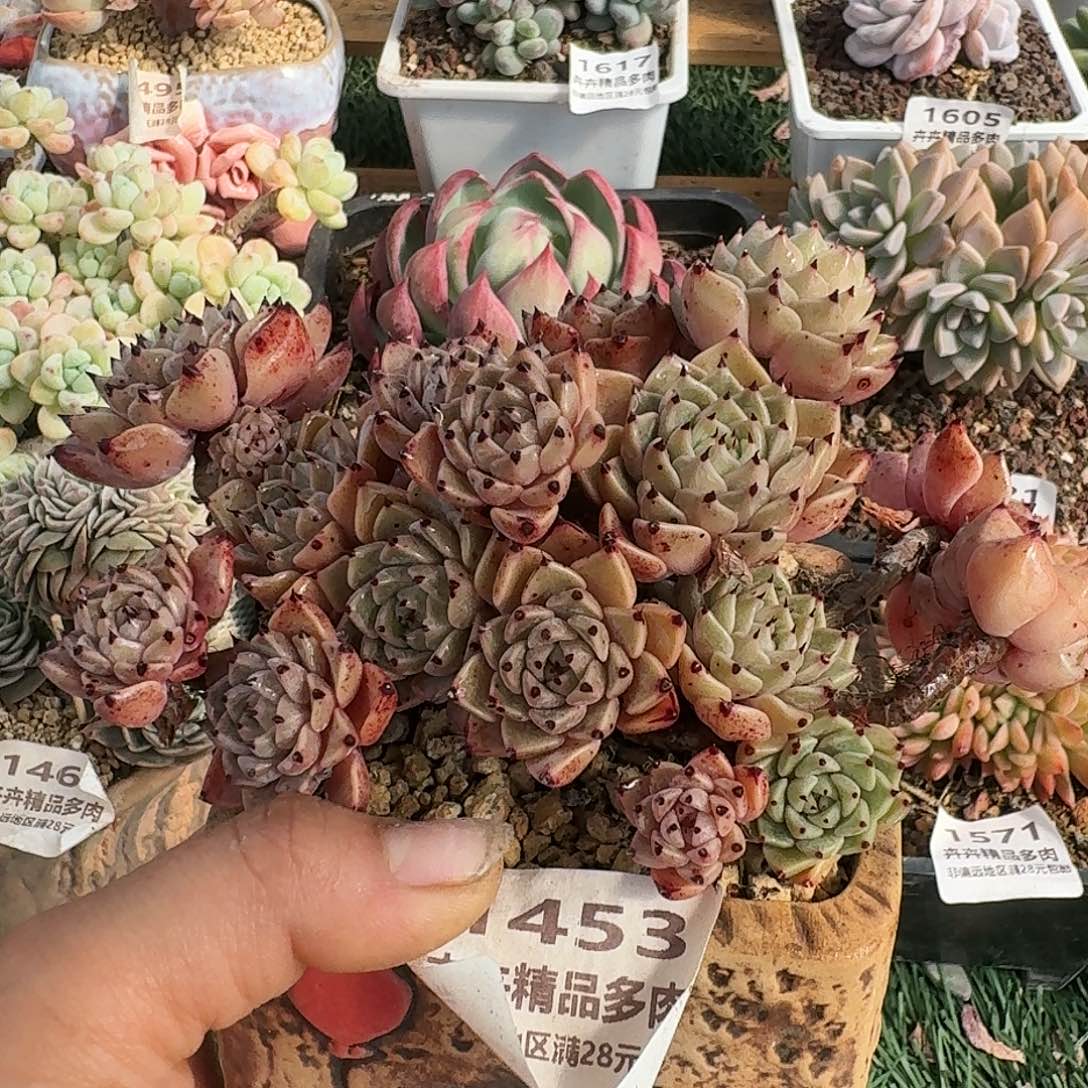 1453一物一拍（满28包邮）