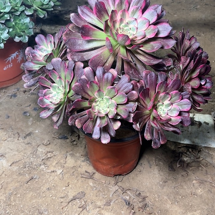 多肉植物黑金刚26