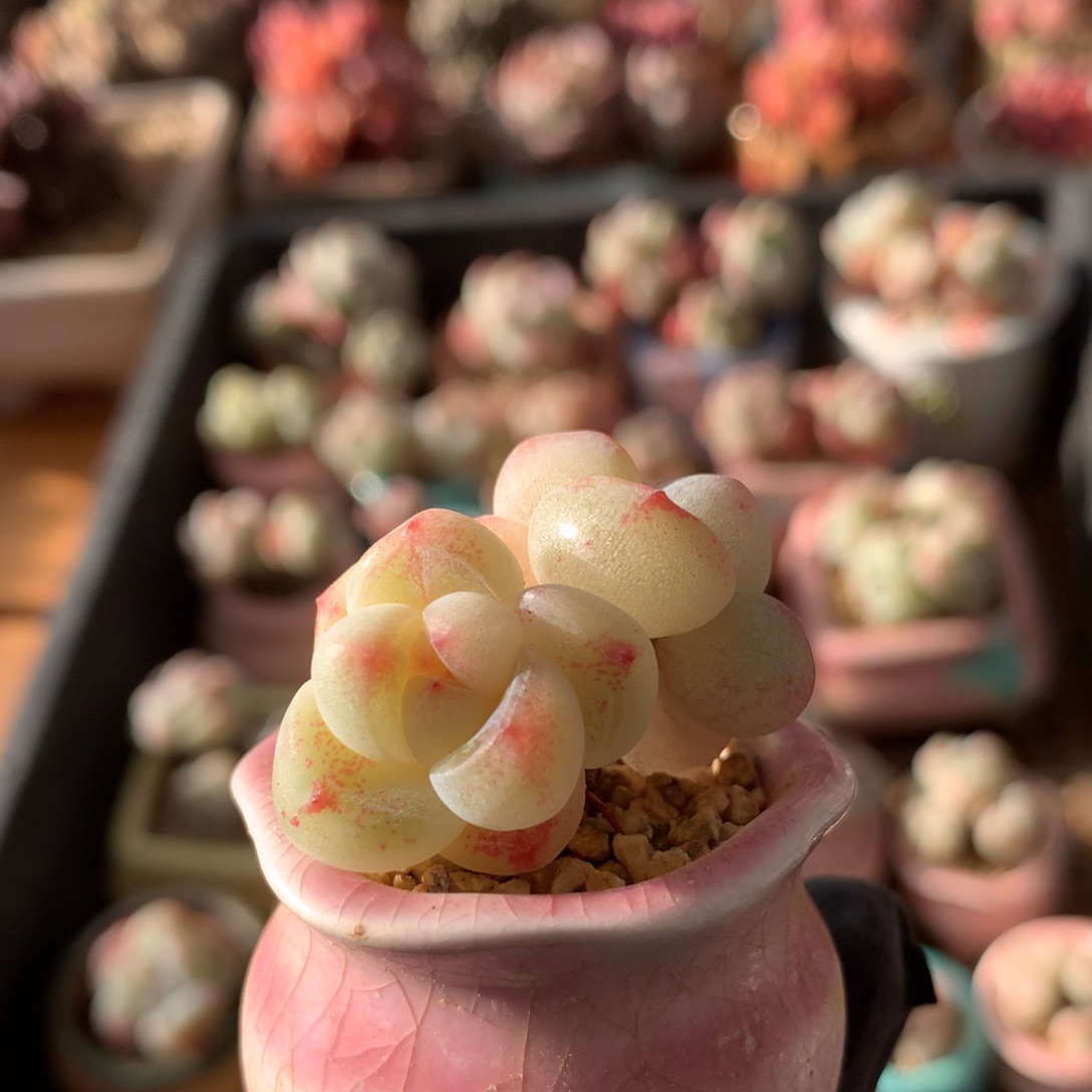 冰玉带盆一物一拍 011