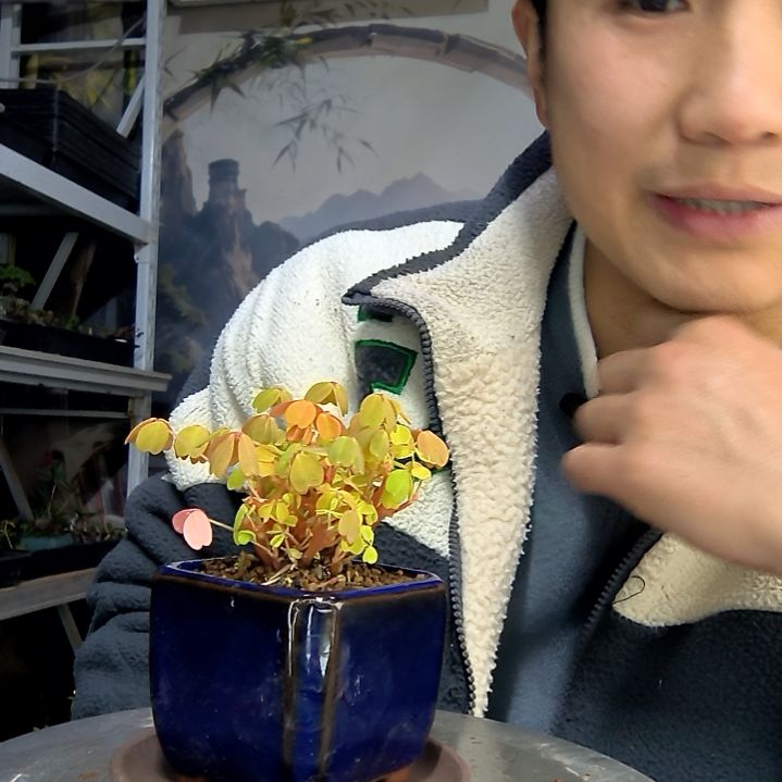 W***y中青园艺一物一拍花448
