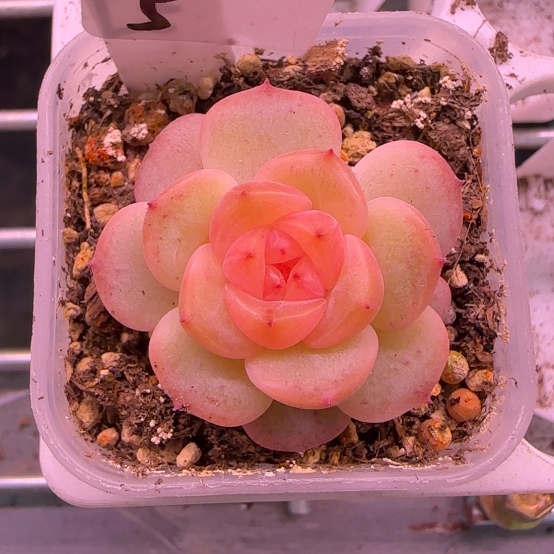 5开播福利甜心荔枝单头