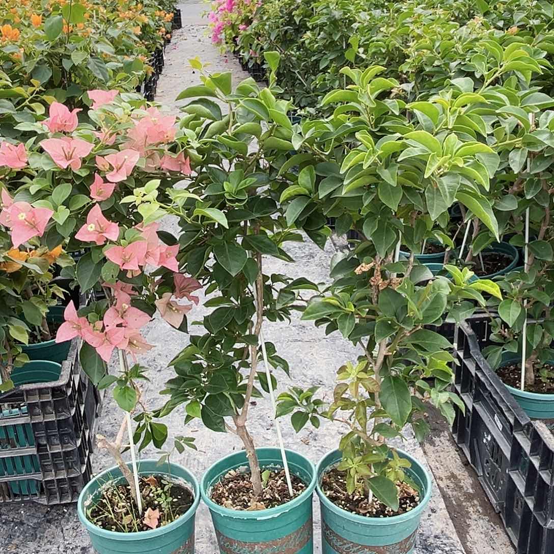 当前无花栽培后可以开花卡亚塔一颗