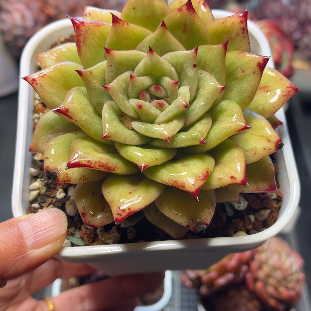 1537 天冷地区必拍保温箱