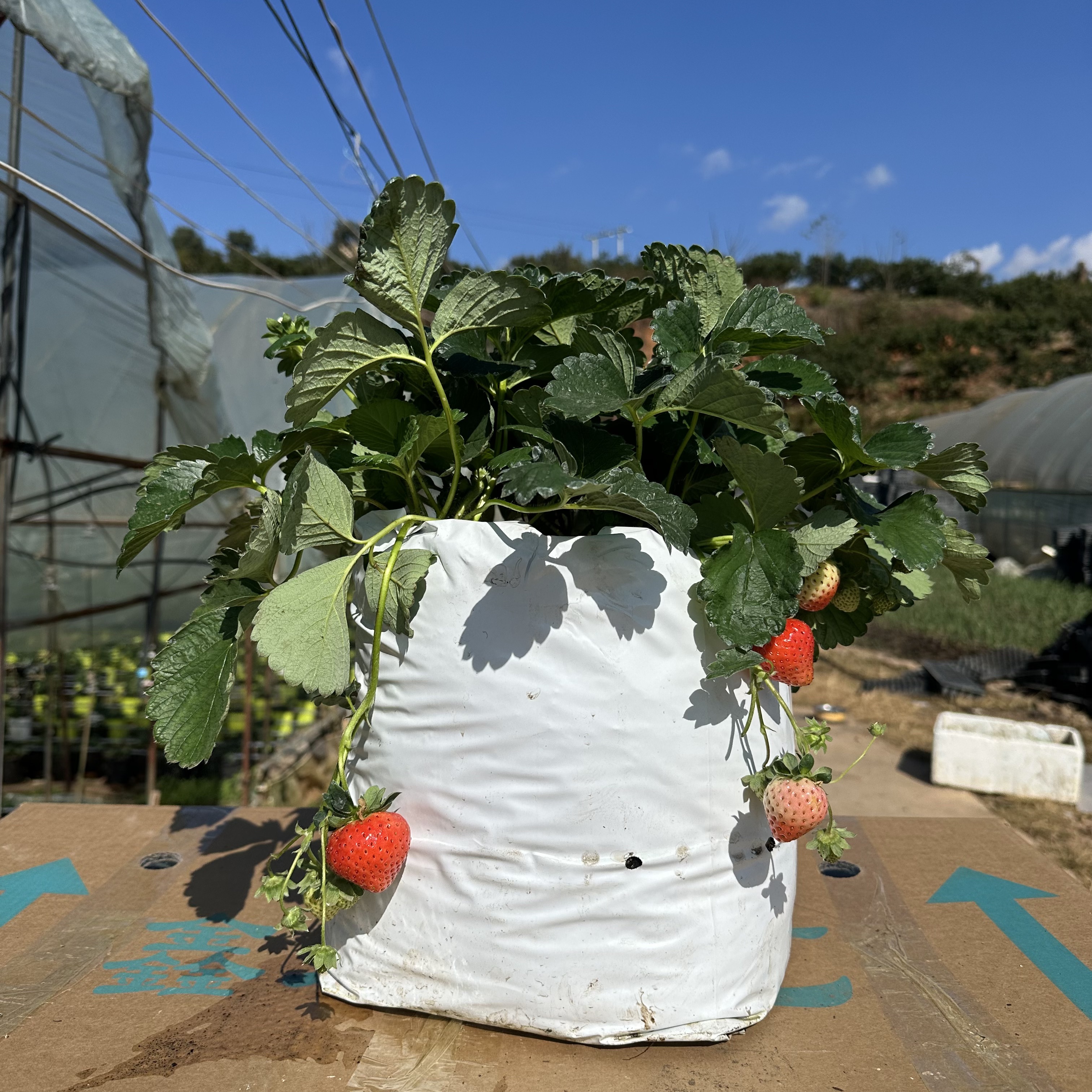 10升草莓盆栽（金刚二号）带袋带土  带花苞青果发货 （果子不售后）