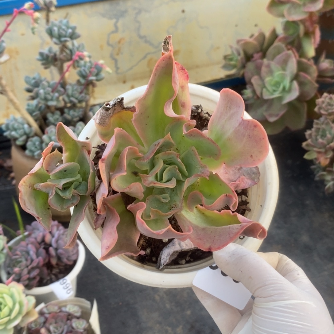 3001不知名一物一拍