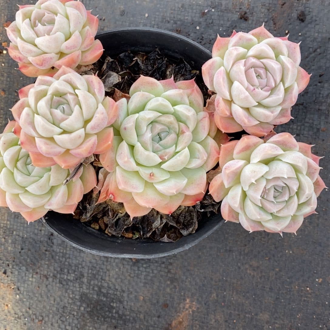 花*7166已接受掉头，掉头不售后