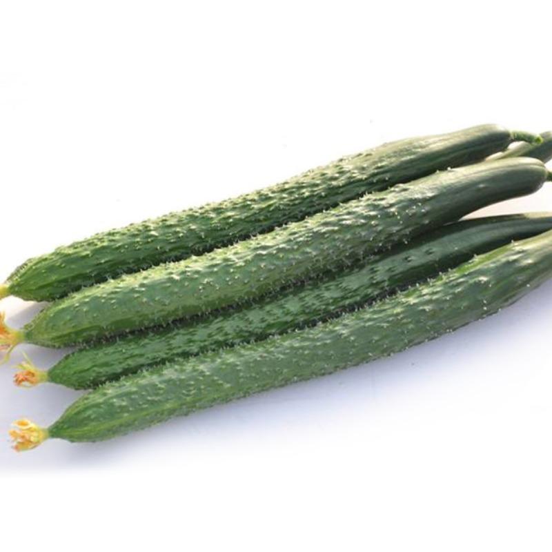 寿光精选黄瓜500g±50g/份