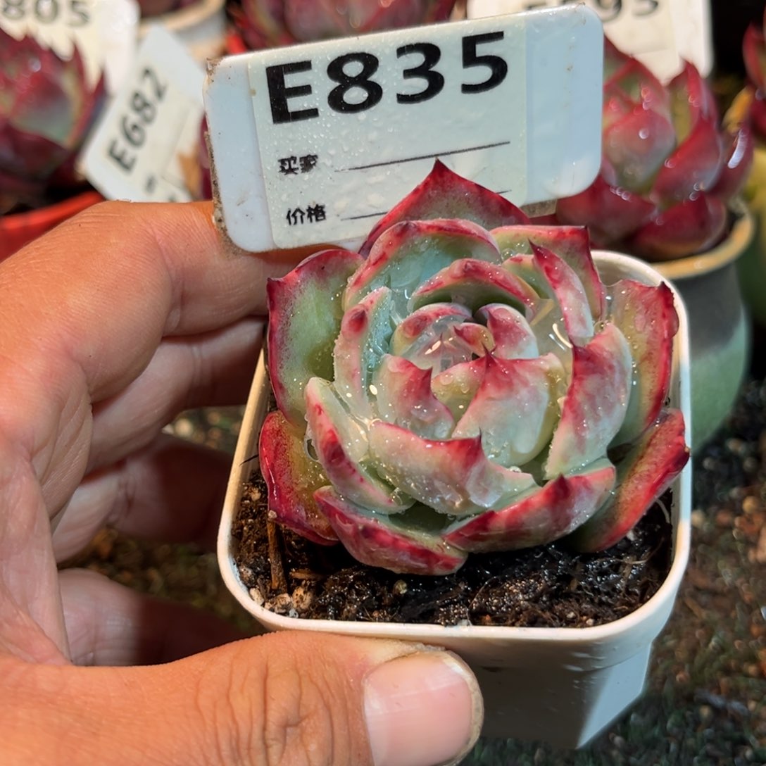 惊鸿一瞥835号多肉