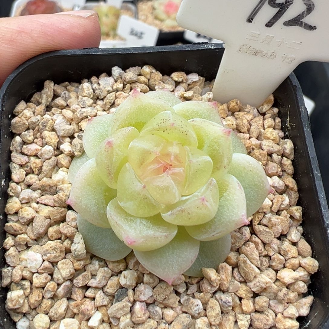 192号财富密码8888有晒斑