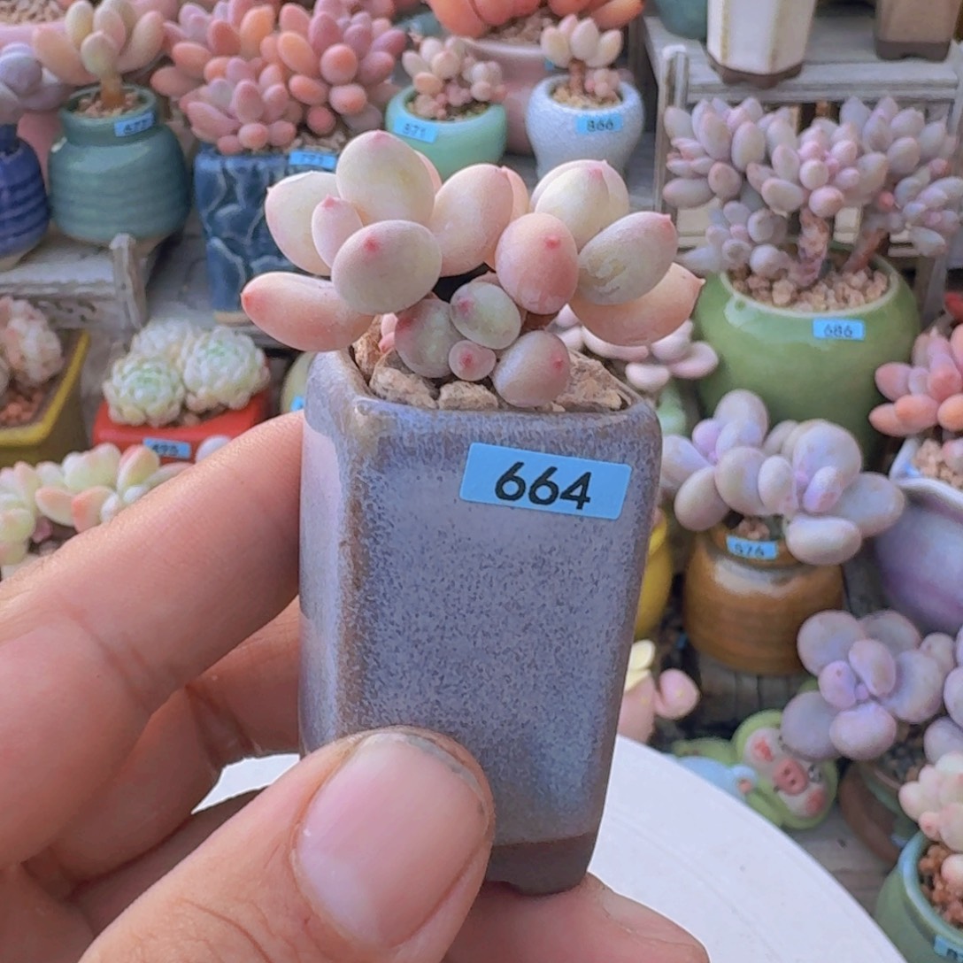 林***鸣一物一拍编号664 