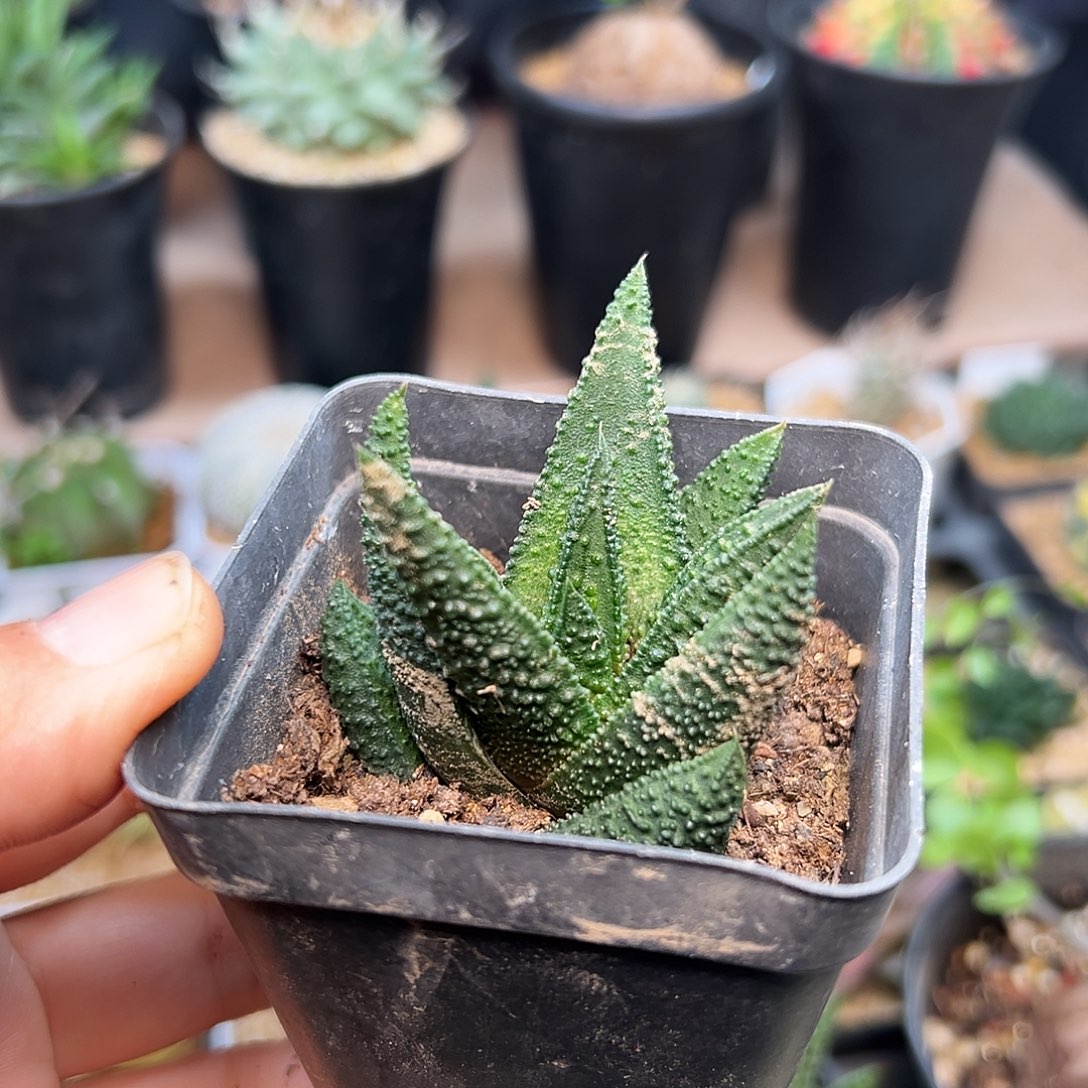 C***3不知名硬叶十二卷一颗