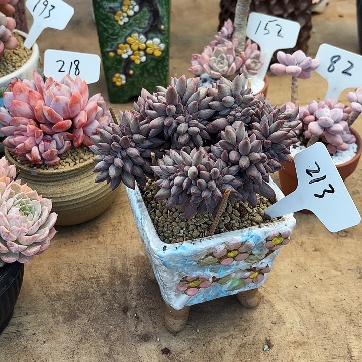 多肉植物，红蜻蜓缀213号