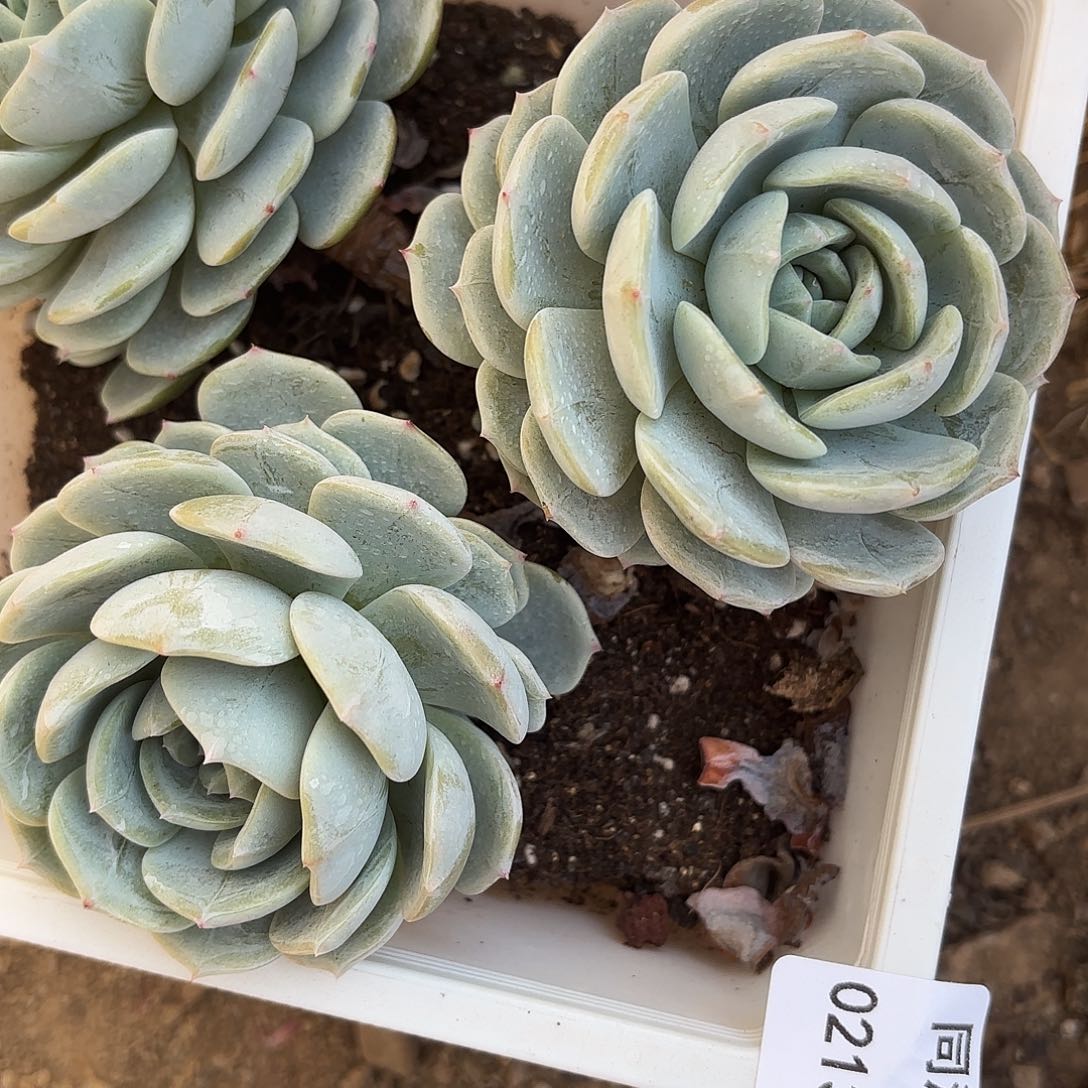 同温层多肉68劳林